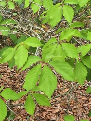 Parthenocissus quinquefolia image