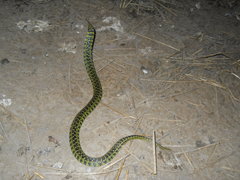 Erythrolamprus poecilogyrus