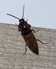 Conoderus xysticus