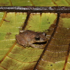 Pristimantis palmeri