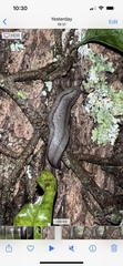 Meghimatium pictum