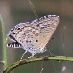 Anthene dulcis dulcis