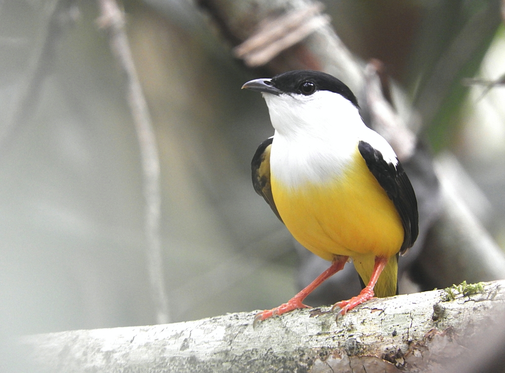 White-collared Manakin (Manacus candei) photo