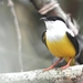 White-collared Manakin - Photo (c) Cornelio Chablé, some rights reserved (CC BY-NC), uploaded by Cornelio Chablé