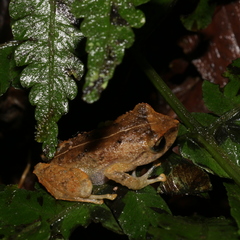 Pristimantis palmeri