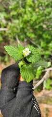 Lantana fucata