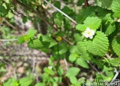Lantana fucata