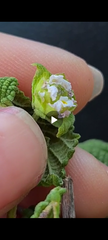 Lantana fucata