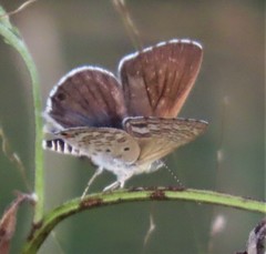 Anthene dulcis dulcis