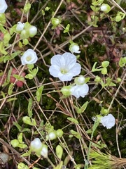 Mononeuria uniflora