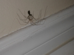 Pholcus phalangioides