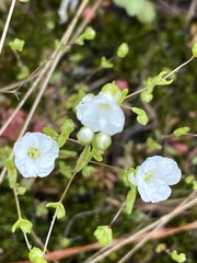 Mononeuria uniflora
