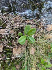 Vaccinium vitis-idaea