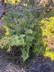 Juniperus communis