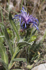 Centaurea semidecurrens