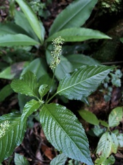 Mercurialis leiocarpa