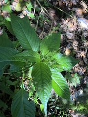 Mercurialis leiocarpa