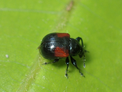 Synolabus bipustulatus