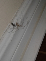 Pholcus phalangioides