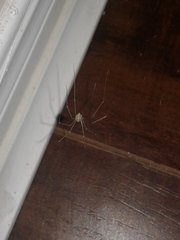 Pholcus phalangioides