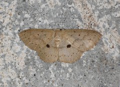 Semaeopus cantona