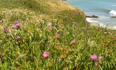Carpobrotus aequilaterus