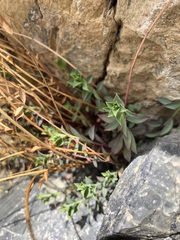 Euphorbia schizoloba