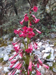 Gentianella weberbaueri