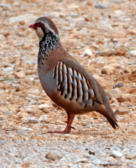 Alectoris rufa intercedens