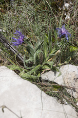 Centaurea semidecurrens