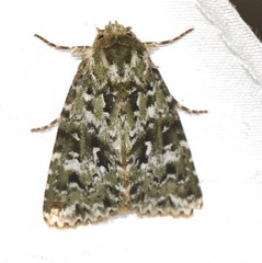 Thalatha bryochlora