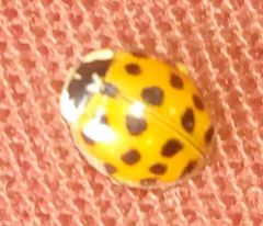 Harmonia axyridis
