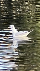 Chroicocephalus ridibundus