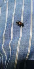 Phymatodes nitidus