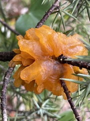 Gymnosporangium clavariiforme