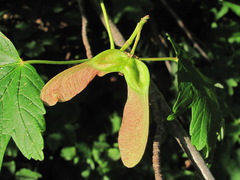 Acer hyrcanum