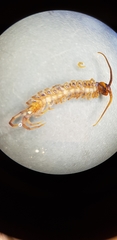 Lithobius pilicornis