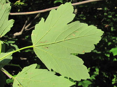 Acer hyrcanum