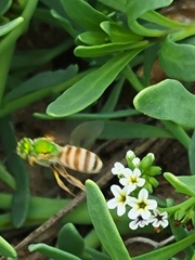 Agapostemon melliventris