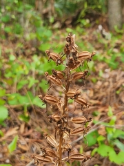 Habenaria floribunda