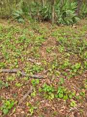 Habenaria floribunda