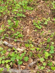 Habenaria floribunda