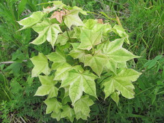 Acer laetum
