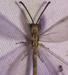 Brachynemurus