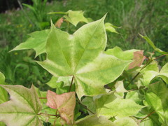 Acer laetum