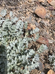 Astragalus mohavensis