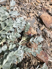 Astragalus mohavensis