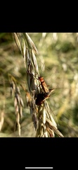 Rhagonycha fulva