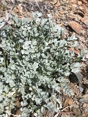 Astragalus mohavensis