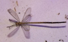 Brachynemurus